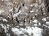 obranuevasurtsey